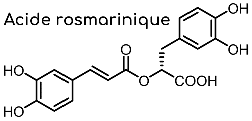 melisse, une plante nutraceutique reconnue